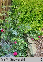 Rosa hort. Maritim