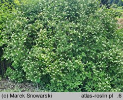 Philadelphus coronarius (jaśminowiec wonny)