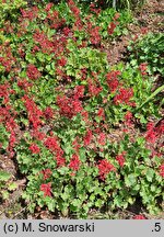 Heuchera sanguinea Sioux Falls