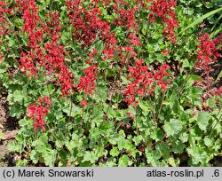 Heuchera sanguinea Sioux Falls
