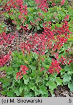 Heuchera sanguinea Sioux Falls