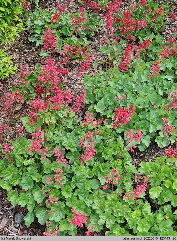 Heuchera sanguinea Sioux Falls