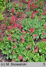 Heuchera sanguinea Sioux Falls
