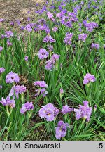 Iris sibirica Pink Parfait