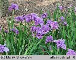 Iris sibirica Pink Parfait