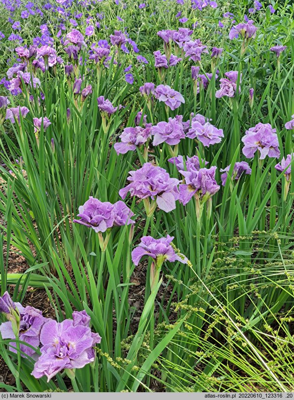 Iris sibirica Pink Parfait