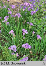 Iris sibirica Pink Parfait