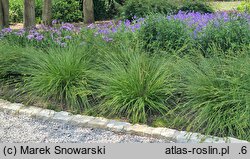 Carex echinata (turzyca gwiazdkowata)