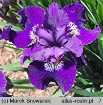 Iris sibirica Baby Sister