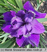 Iris sibirica Baby Sister