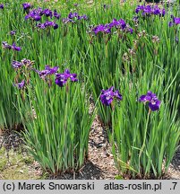 Iris sibirica Baby Sister
