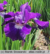 Iris sibirica Baby Sister