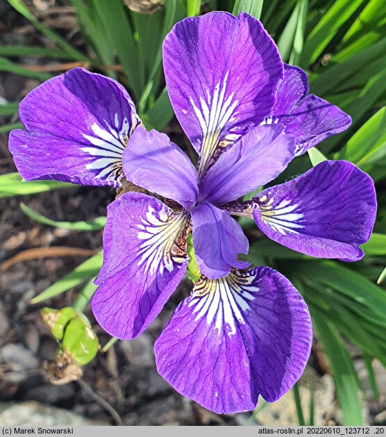 Iris sibirica I See Stars