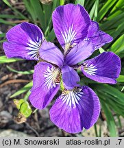Iris sibirica I See Stars