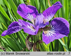 Iris sibirica I See Stars