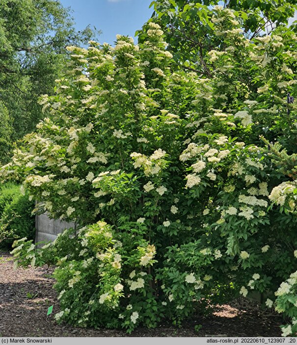 Sambucus nigra Obelisk
