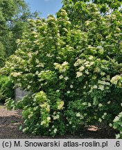 Sambucus nigra Obelisk