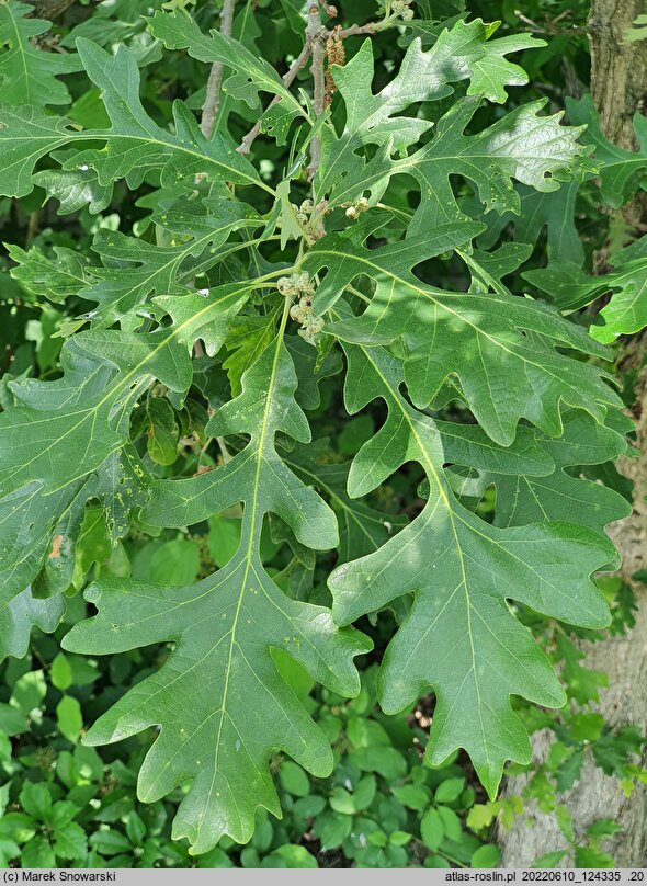 Quercus macrocarpa (dąb wielkoowocowy)