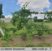 Quercus macrocarpa (dąb wielkoowocowy)