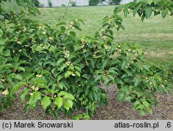 Actinidia arguta Rogów