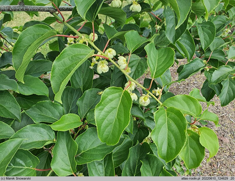 Actinidia arguta Rogów