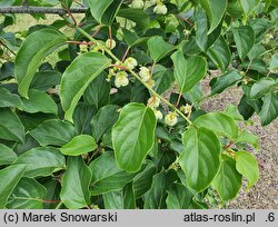 Actinidia arguta Rogów
