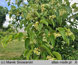 Actinidia arguta Rogów