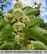 Actinidia arguta Rogów