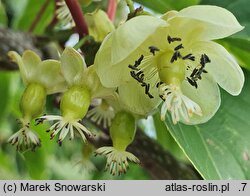 Actinidia arguta Rogów