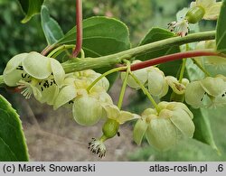 Actinidia arguta Rogów