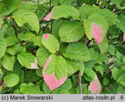 Actinidia kolomikta Dr Szymanowski
