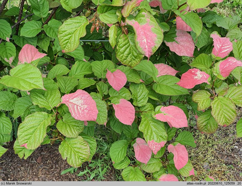 Actinidia kolomikta Dr Szymanowski
