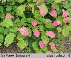 Actinidia kolomikta Dr Szymanowski