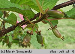 Actinidia kolomikta Dr Szymanowski