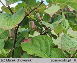 Actinidia kolomikta Dr Szymanowski