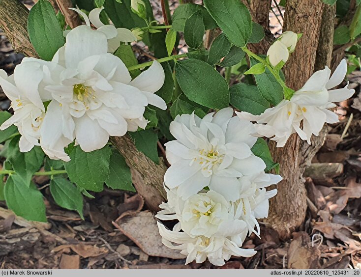 Philadelphus Justynka