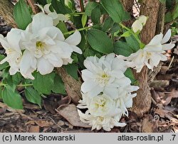 Philadelphus Justynka