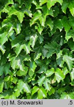Parthenocissus tricuspidata Diamond Mountains