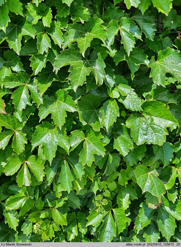 Parthenocissus tricuspidata Diamond Mountains