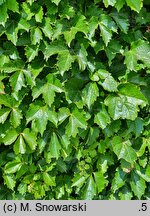 Parthenocissus tricuspidata Diamond Mountains