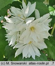 Philadelphus Rusałka