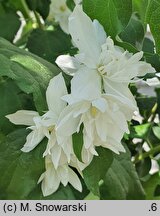 Philadelphus Rusałka