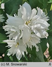 Philadelphus Rusałka