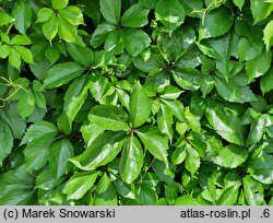 Parthenocissus quinquefolia Troki