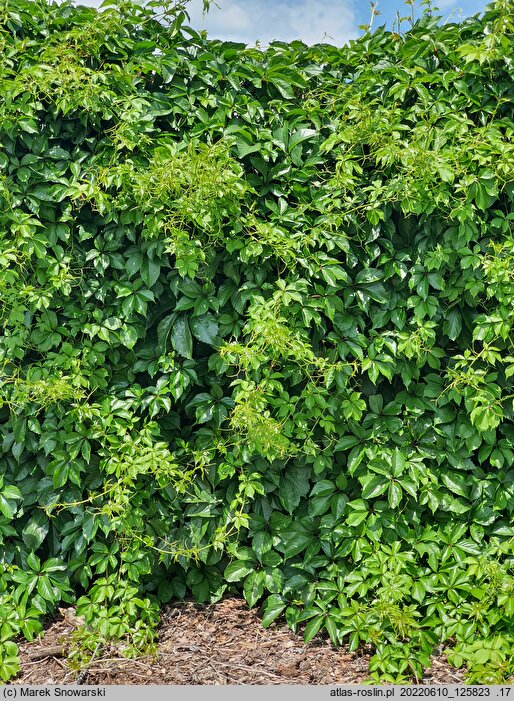 Parthenocissus quinquefolia Troki
