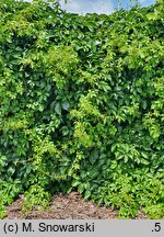 Parthenocissus quinquefolia Troki