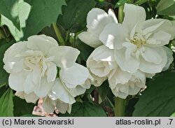 Philadelphus Apollo