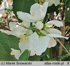 Philadelphus Apollo