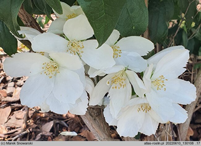 Philadelphus Apollo
