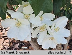 Philadelphus Apollo